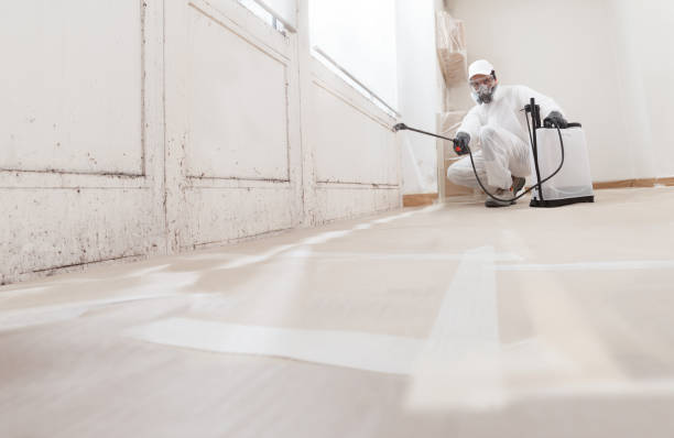24/7 Emergency Basement Mold Removal experts in Maplewood, WA