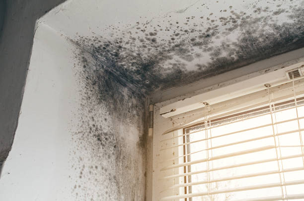 Affordable Basement Mold Removal solutions in Maplewood, WA