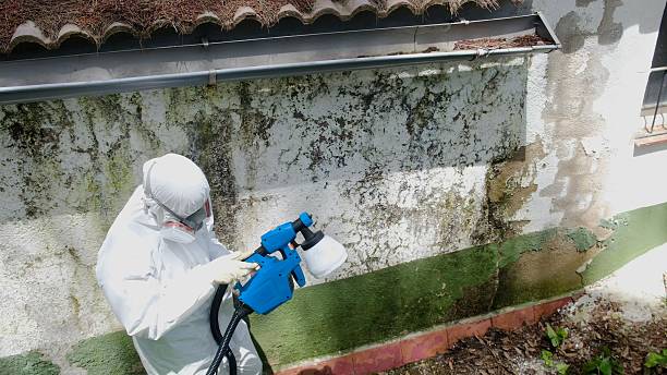 Top rated local Basement Mold Removal specialists in Maplewood, WA